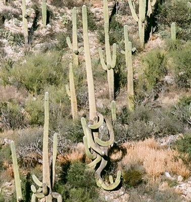 [Huge saguaro with arms twisted and bent downward.]